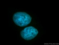 Proteintech RBMS1 Rabbit anti-Human, Mouse, Rat, Polyclonal, Proteintech