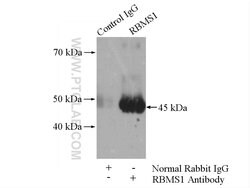 RBMS1 Rabbit anti-Human, Mouse, Rat, Polyclonal, Proteintech:Anticorps:Anticorps