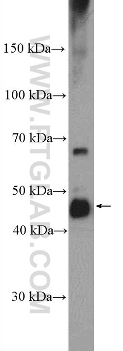 RBMS1 Rabbit anti-Human, Mouse, Rat, Polyclonal, Proteintech:Anticorps:Anticorps