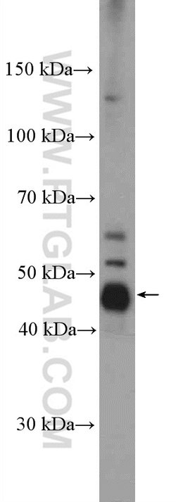 RBMS1 Rabbit anti-Human, Mouse, Rat, Polyclonal, Proteintech:Anticorps:Anticorps