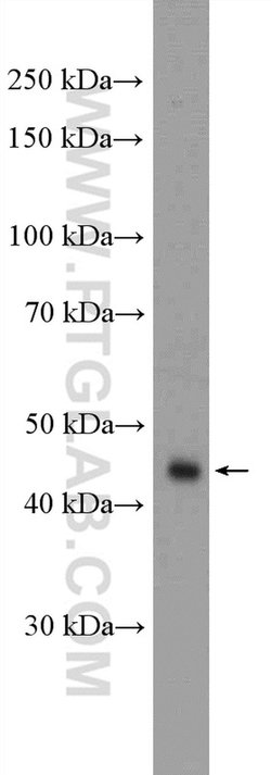 RBMS1 Rabbit anti-Human, Mouse, Rat, Polyclonal, Proteintech:Anticorps:Anticorps