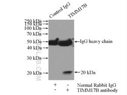 TIMM17B Rabbit anti-Human, Mouse, Rat, Polyclonal, Proteintech 150 &mu;L;