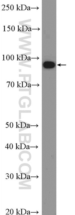 PROX1 Rabbit anti-Human, Mouse, Rat, Polyclonal, Proteintech 150 &mu;L;