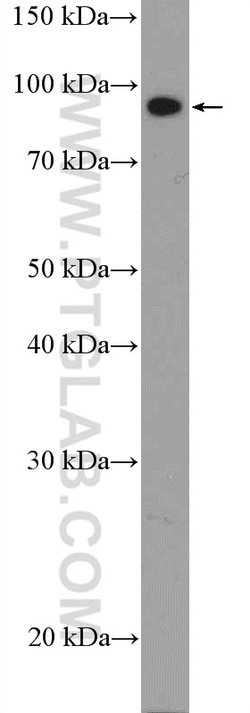 PROX1 Rabbit anti-Human, Mouse, Rat, Polyclonal, Proteintech 150 &mu;L;