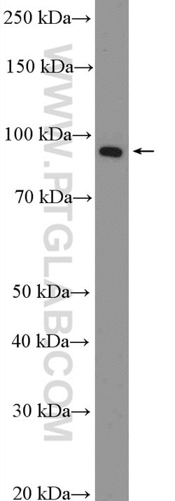 PROX1 Rabbit anti-Human, Mouse, Rat, Polyclonal, Proteintech 150 &mu;L;
