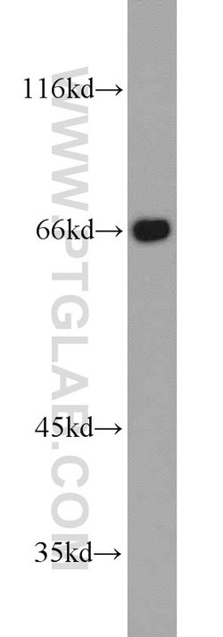 Proteintech Group Inc FMR1NB Rabbit anti-Human, Polyclonal, Proteintech