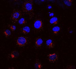 KDEL Receptor Monoclonal Antibody (KR-10), QED Bioscience 100 &mu;g; Unconjugated:Antibodies,