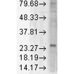 KDEL Receptor Monoclonal Antibody (KR-10), QED Bioscience 100 &mu;g; Unconjugated:Antibodies,
