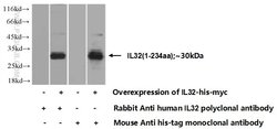 IL32 Rabbit anti-Human, Polyclonal, Proteintech 150 &mu;L | Buy Online | Proteintech Group Inc | Fisher Scientific