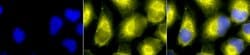 PDI Polyclonal Antibody, QED Bioscience 100 &mu;L; Unconjugated:Antibodies,