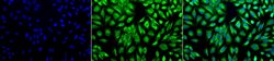 PDI Polyclonal Antibody, QED Bioscience 100 &mu;L; Unconjugated:Antibodies,