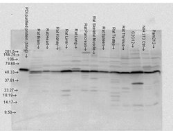 PDI Polyclonal Antibody, QED Bioscience 100 &mu;L; Unconjugated:Antibodies,