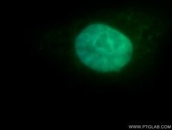 POLR3K Rabbit anti-Human, Mouse, Rat, Polyclonal, Proteintech:Antibodies:Primary
