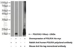 POLR3K Rabbit anti-Human, Mouse, Rat, Polyclonal, Proteintech:Antibodies:Primary