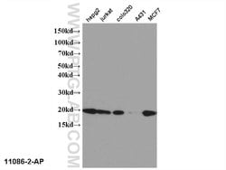 NME1 Rabbit anti-Human, Mouse, Rat, Polyclonal, Proteintech:Antibodies:Primary