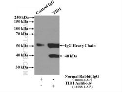 TID1 Rabbit anti-Human, Mouse, Rat, Polyclonal, Proteintech 20 &mu;L; Unconjugated:Antibodies,