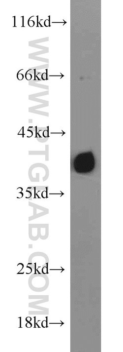TID1 Rabbit anti-Human, Mouse, Rat, Polyclonal, Proteintech 20 &mu;L; Unconjugated:Antibodies,