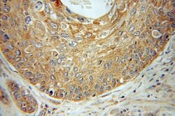 EMAP II Rabbit anti-Human, Mouse, Rat, Polyclonal, Proteintech:Antibodies:Primary