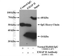 EMAP II Rabbit anti-Human, Mouse, Rat, Polyclonal, Proteintech:Antibodies:Primary