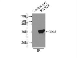 Rab23 Rabbit anti-Human, Mouse, Rat, Polyclonal, Proteintech:Antibodies:Primary