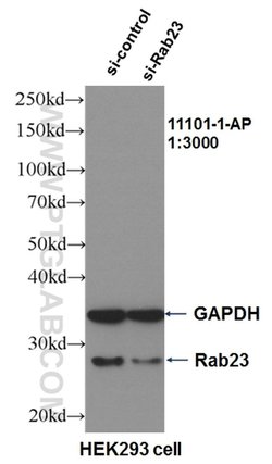 Rab23 Rabbit anti-Human, Mouse, Rat, Polyclonal, Proteintech:Antibodies:Primary