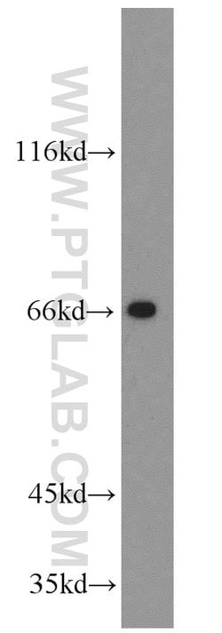 GATA2 Rabbit anti-Human, Mouse, Rat, Polyclonal, Proteintech:Antibodies:Primary