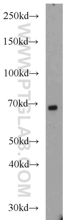 GATA2 Rabbit anti-Human, Mouse, Rat, Polyclonal, Proteintech:Antibodies:Primary