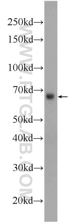 GATA2 Rabbit anti-Human, Mouse, Rat, Polyclonal, Proteintech:Antibodies:Primary