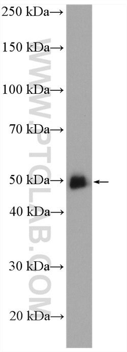 GATA2 Rabbit anti-Human, Mouse, Rat, Polyclonal, Proteintech:Antibodies:Primary