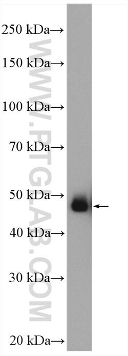 GATA2 Rabbit anti-Human, Mouse, Rat, Polyclonal, Proteintech:Antibodies:Primary