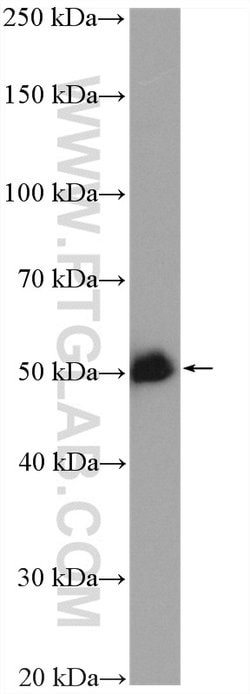 GATA2 Rabbit anti-Human, Mouse, Rat, Polyclonal, Proteintech:Antibodies:Primary