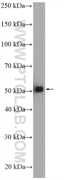 GATA2 Rabbit anti-Human, Mouse, Rat, Polyclonal, Proteintech:Antibodies:Primary