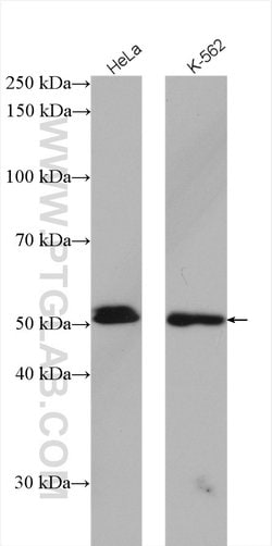 GATA2 Rabbit anti-Human, Mouse, Rat, Polyclonal, Proteintech:Antibodies:Primary
