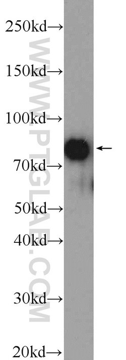 CUL3 Rabbit anti-Human, Mouse, Rat, Polyclonal, Proteintech 20 &mu;L; Unconjugated:Anticuerpos