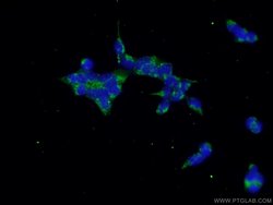 CUL3 Rabbit anti-Human, Mouse, Rat, Polyclonal, Proteintech 20 &mu;L; Unconjugated:Anticuerpos