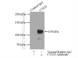 CYLD Rabbit anti-Human, Mouse, Rat, Polyclonal, Proteintech 150 &mu;L;