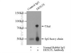 DDX3 Rabbit anti-Human, Mouse, Rat, Polyclonal, Proteintech 150 &mu;L;