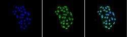 Hsp70 Monoclonal Antibody (2A4), QED Bioscience 100 &mu;g | Buy Online | Leinco Technologies Inc | Fisher Scientific