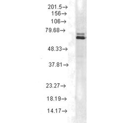 Hsp70 Monoclonal Antibody (2A4), QED Bioscience 100 &mu;g | Buy Online | Leinco Technologies Inc | Fisher Scientific