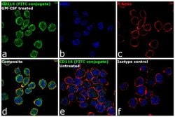 Invitrogen CD116 Monoclonal Antibody (4H1), FITC, eBioscience:Antibodies:Primary