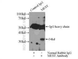 MEST Rabbit anti-Human, Mouse, Rat, Polyclonal, Proteintech 20 &mu;L; Unconjugated:Antibodies,