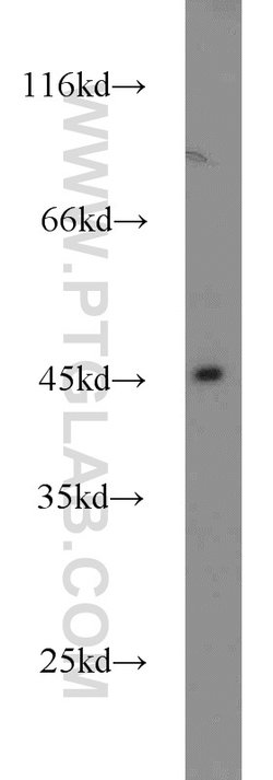 Dysbindin Rabbit anti-Human, Mouse, Rat, Polyclonal, Proteintech 150 &mu;L;