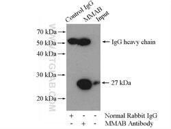 MMAB Rabbit anti-Human, Mouse, Polyclonal, Proteintech:Antibodies:Primary