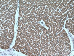PCCB Rabbit anti-Human, Mouse, Rat, Polyclonal, Proteintech 150 &mu;L;