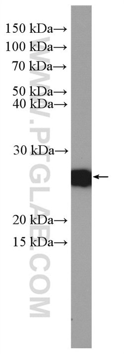 CBP/EIF4E Rabbit anti-Human, Mouse, Rat, Polyclonal, Proteintech:Antibodies:Primary