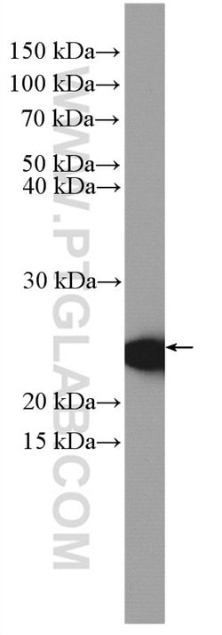 CBP/EIF4E Rabbit anti-Human, Mouse, Rat, Polyclonal, Proteintech:Antibodies:Primary