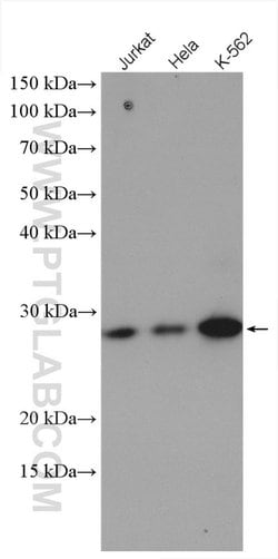 CBP/EIF4E Rabbit anti-Human, Mouse, Rat, Polyclonal, Proteintech:Antibodies:Primary