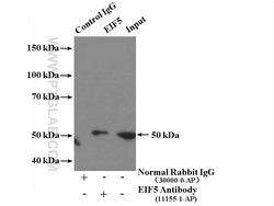 EIF5 Rabbit anti-Human, Mouse, Rat, Polyclonal, Proteintech:Antibodies:Primary