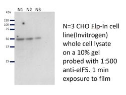 EIF5 Rabbit anti-Human, Mouse, Rat, Polyclonal, Proteintech:Antibodies:Primary