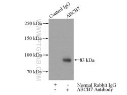 ABCB7 Rabbit anti-Human, Mouse, Rat, Polyclonal, Proteintech 150 &mu;L;